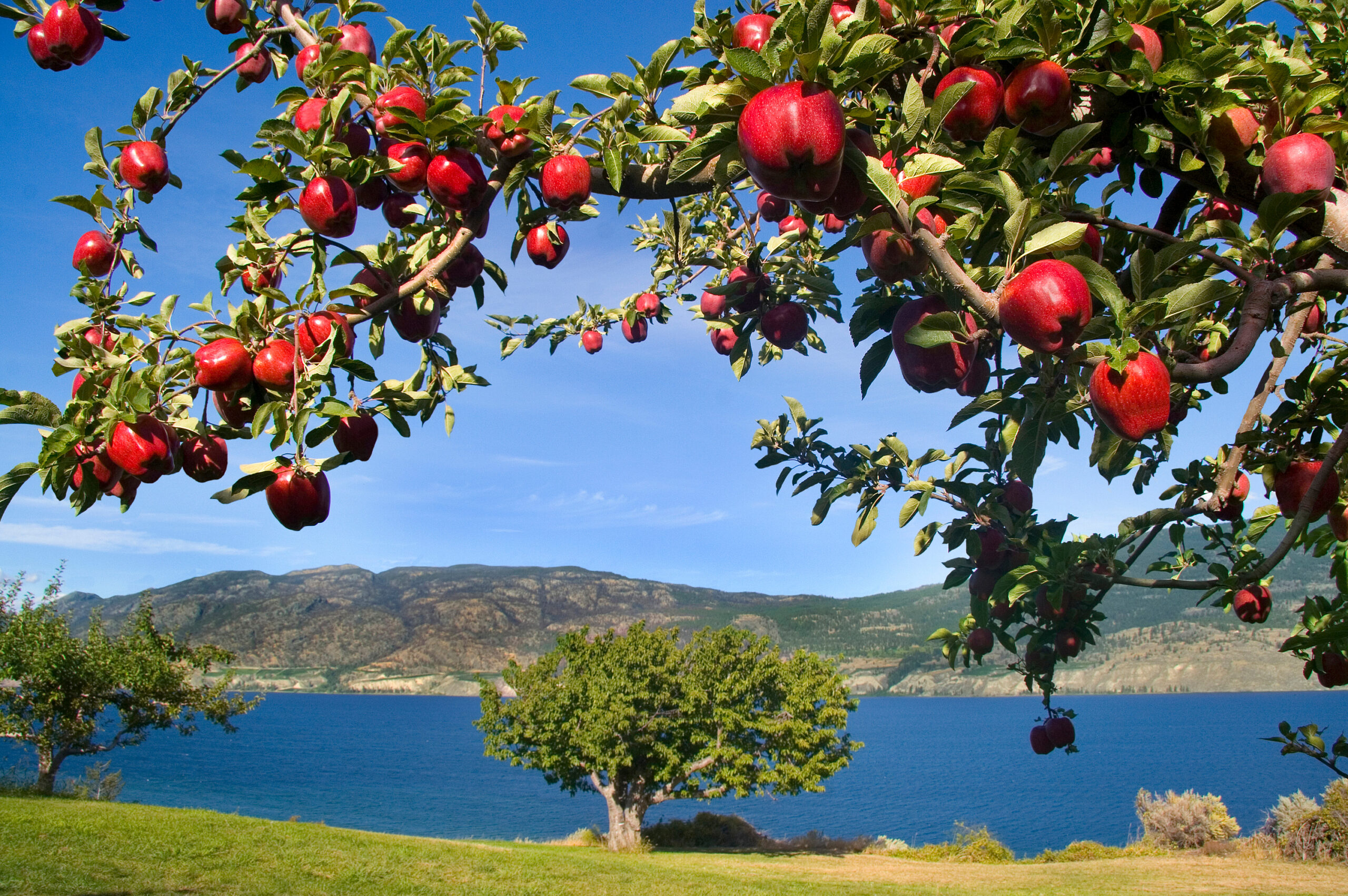 shiny red apples on tree in an orchard in oregon