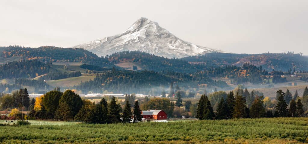 View of a red barn and orchard with Mt Hood in the background in Hood River, Oregon, USA