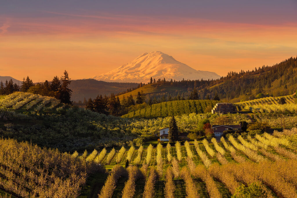 Golden sunset over Pacific Northwest, Mount Adams and Hood River Valley pear fruit orchards during sunset