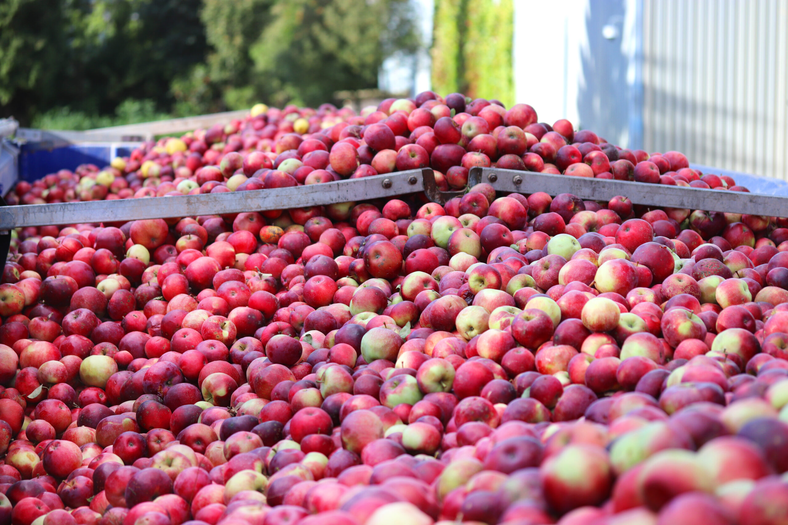 Bulk Pacific Northwest apples being transported for local sourcing to reduce supply chain costs and improve freshness.