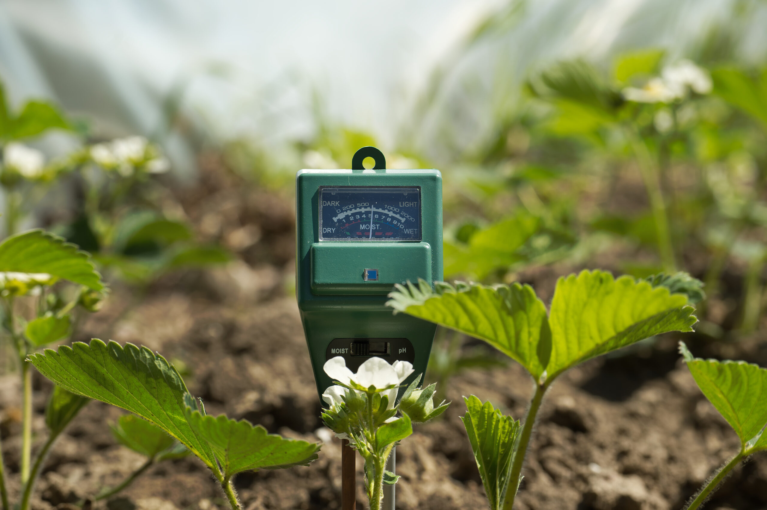 Soil moisture, light intensity and PH testing meter among the blooming strawberry plants