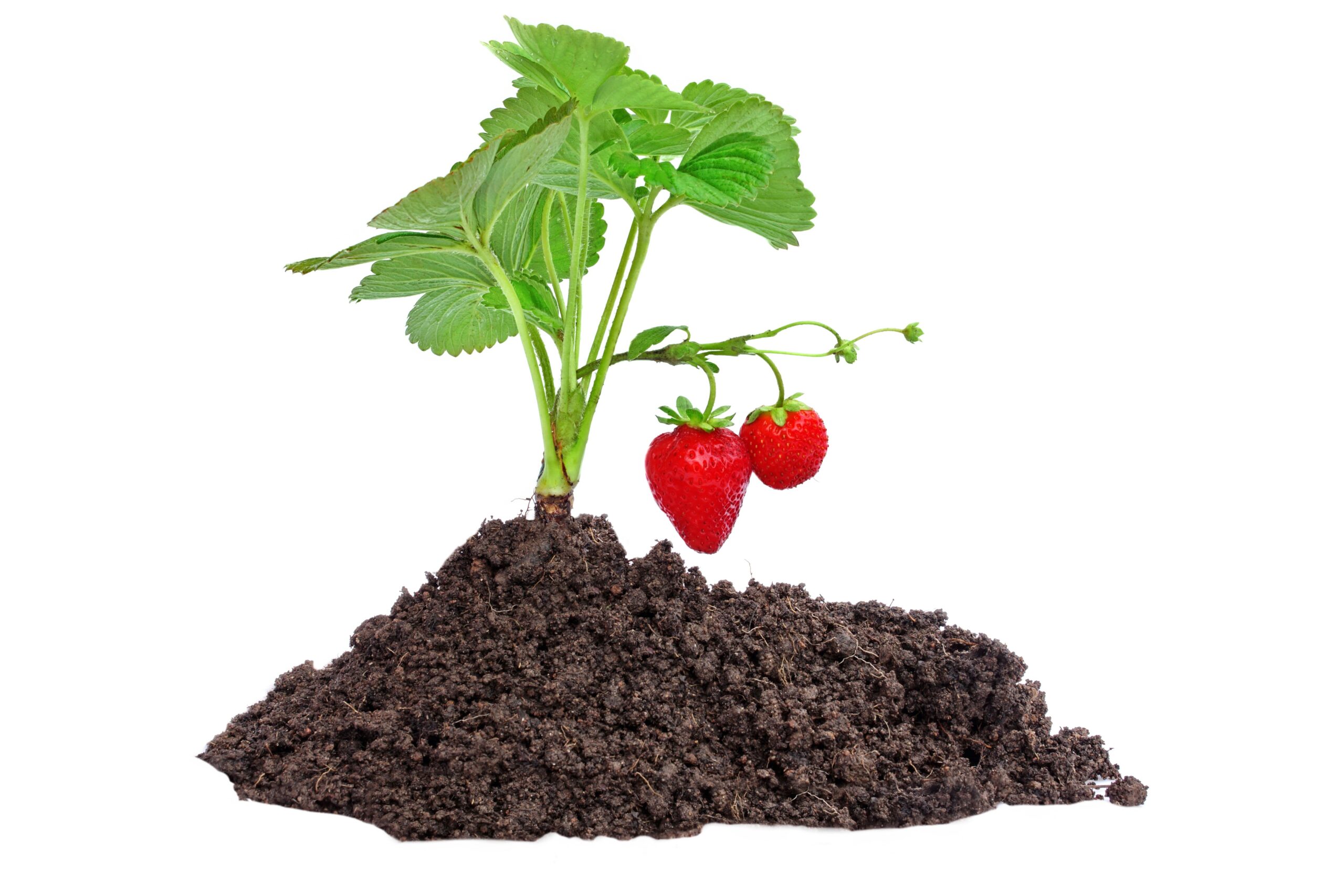 pacific northwest strawberry fruit soil