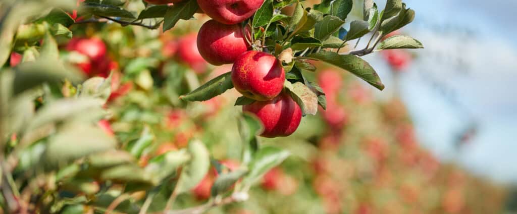 fresh red apples on a tree