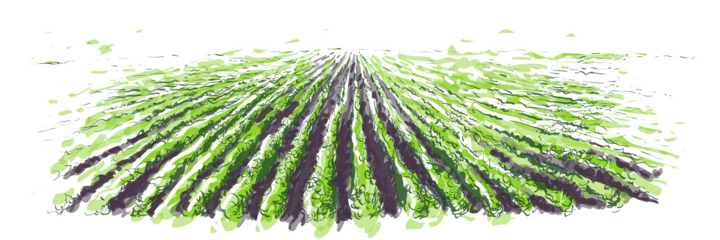 fruit farm field landscape. Pattern of plowed furrows in preparation for crops planting. Rows of soil, rural countryside perspective horizon view. Watercolor realistic sketch illustration
