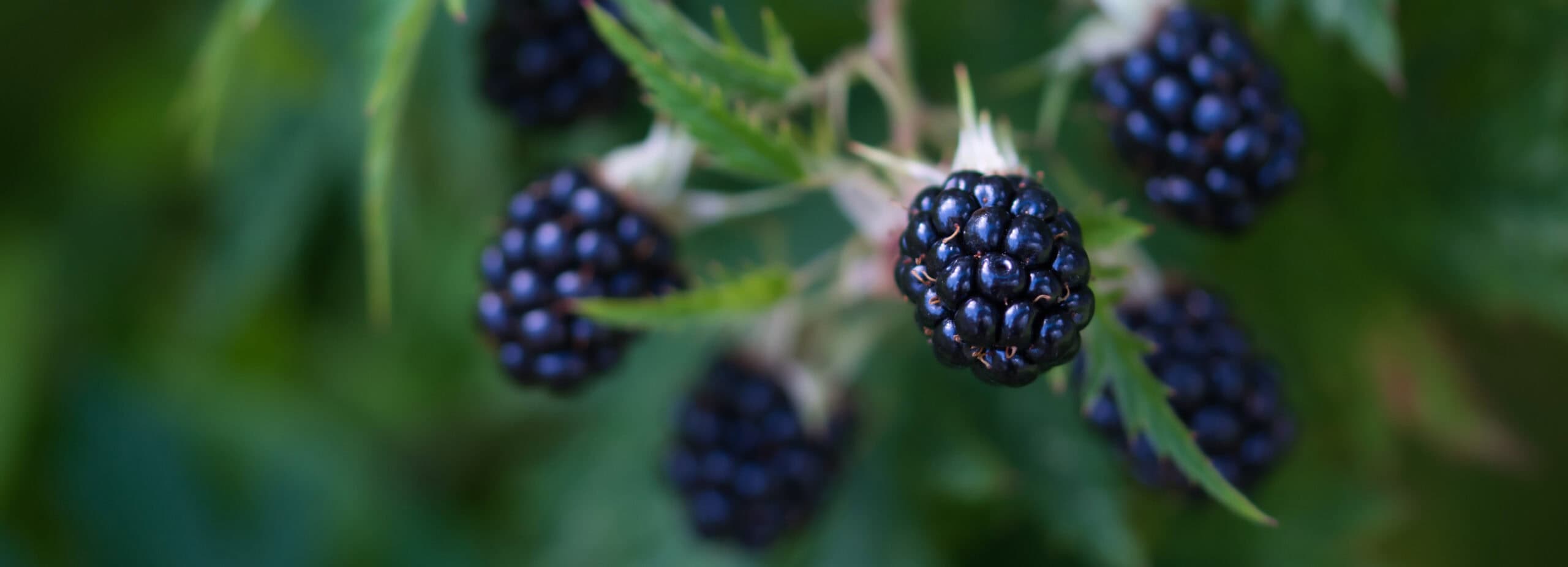 Ripe blackberries clustered on thorny bramble vines with green leaves and white flowers, showing various stages of ripeness in a natural orchard setting