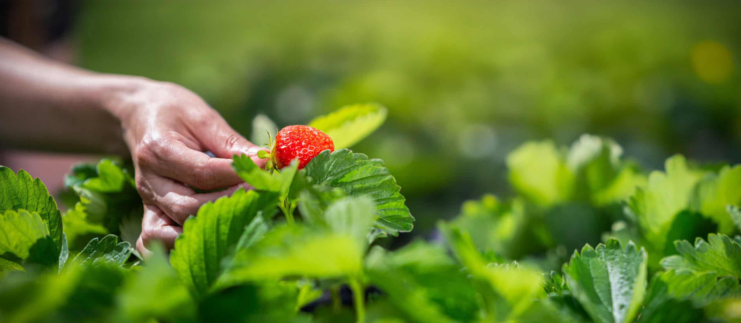 A farmer's hand gently harvesting a ripe red strawberry from lush green plants in an agricultural field, showcasing direct cultivation and careful handling practices
