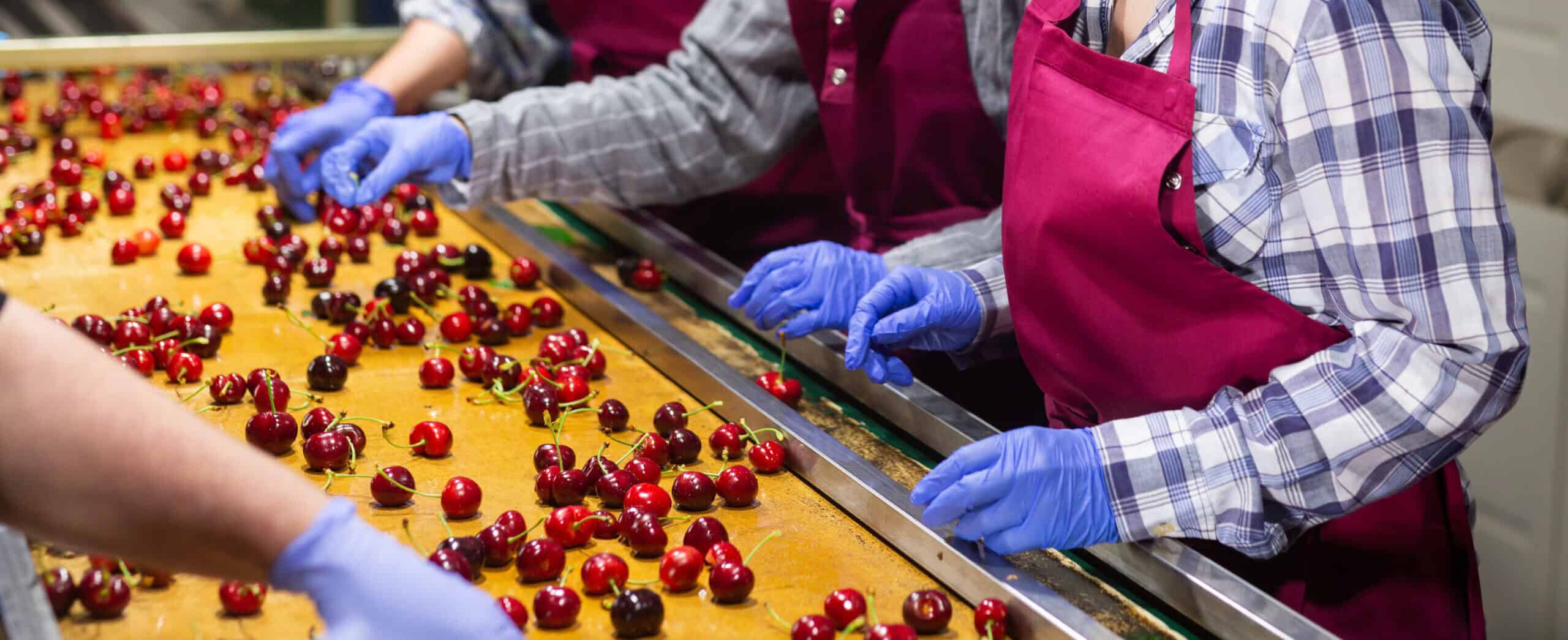 Quality control team inspecting cherries within a culture of innovation