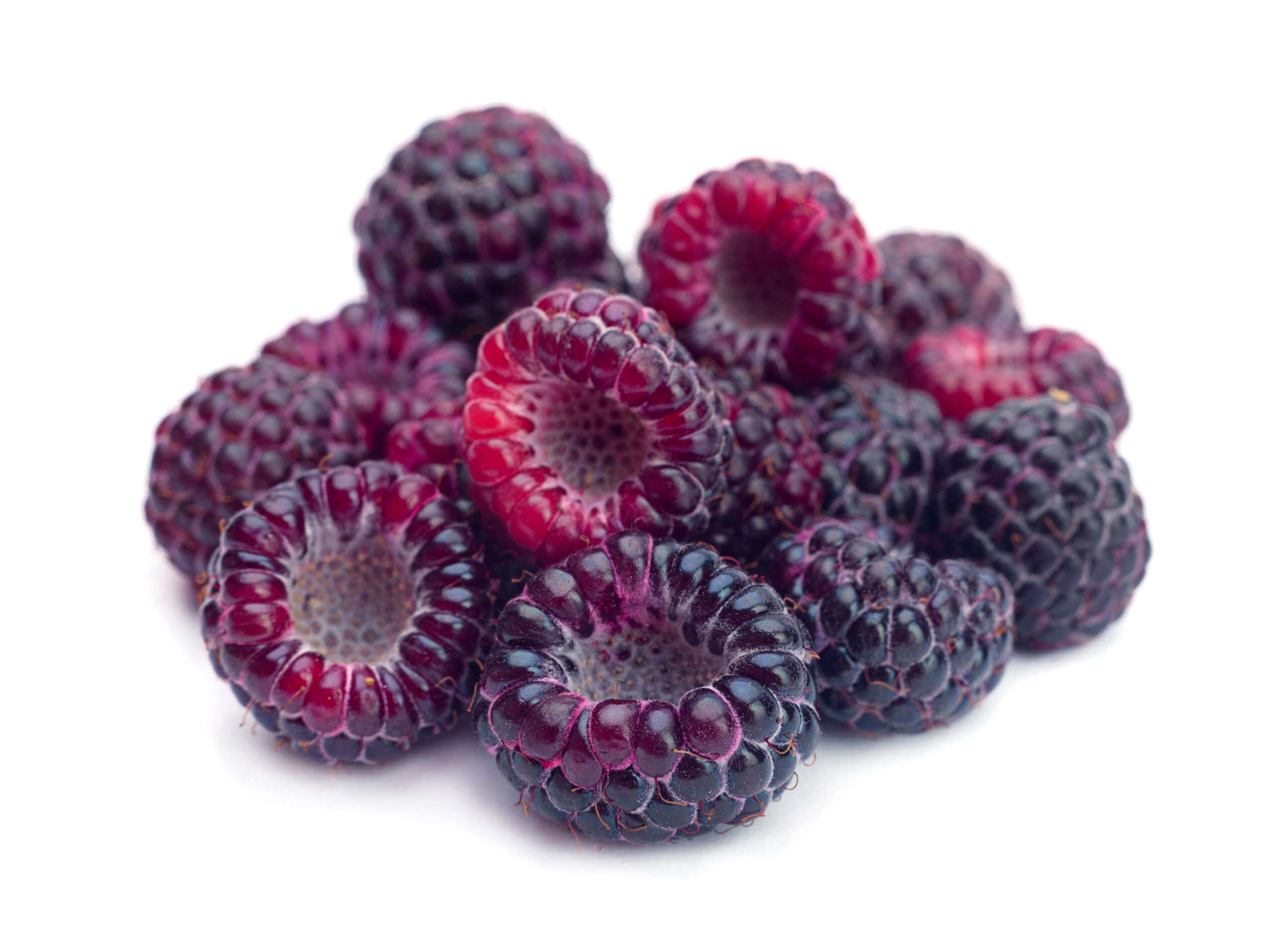 Pile of fresh Oregon black raspberries on a white background showing deep purple color and hollow centers, a premium berry trending in bakery applications