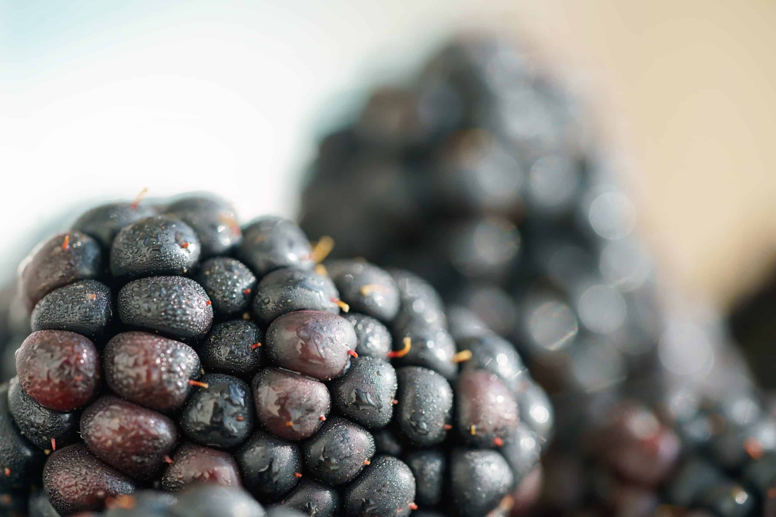 Extreme close-up of a dewy blackberry showing deep purple-black pigmentation rich in anthocyanin, a natural colorant trending in bakery