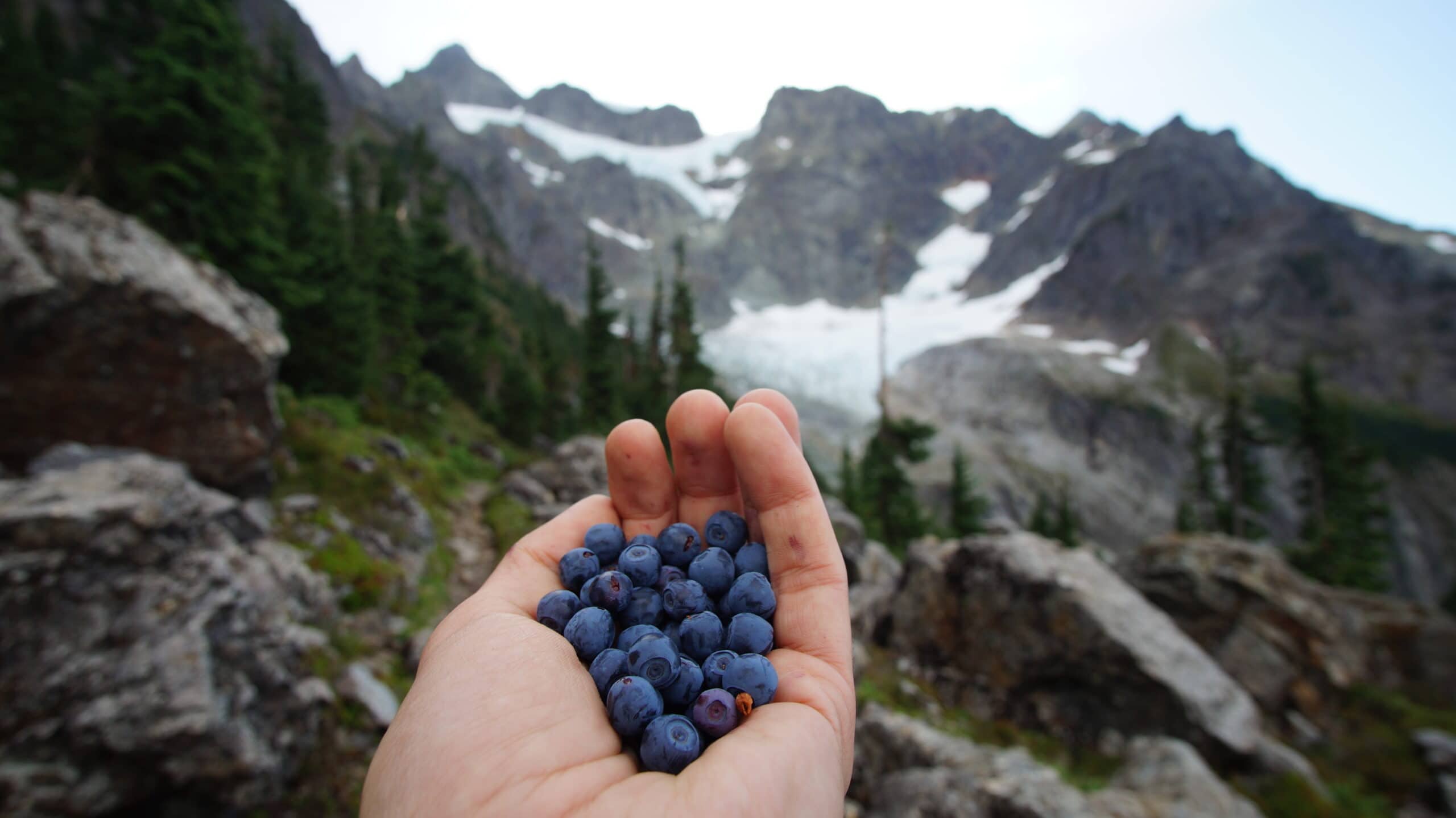 Hand holding freshly picked wild blueberries against a Pacific Northwest mountain landscape evoking terroir and regional fruit sourcing