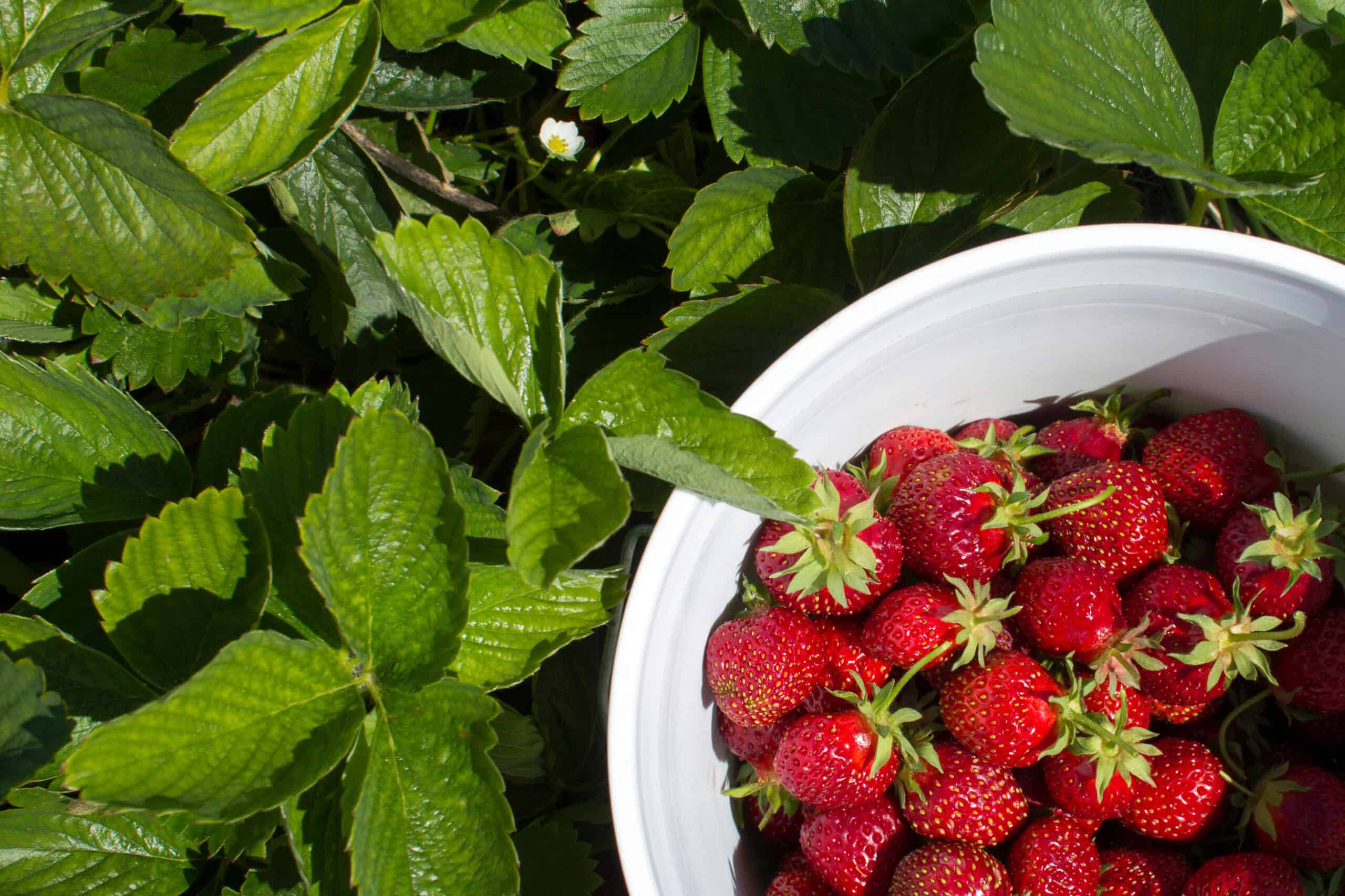 Freshly picked Oregon strawberries in a white bucket beside lush green strawberry plants, highlighting a trending fruit in bakery prized for sweet, juicy flavor