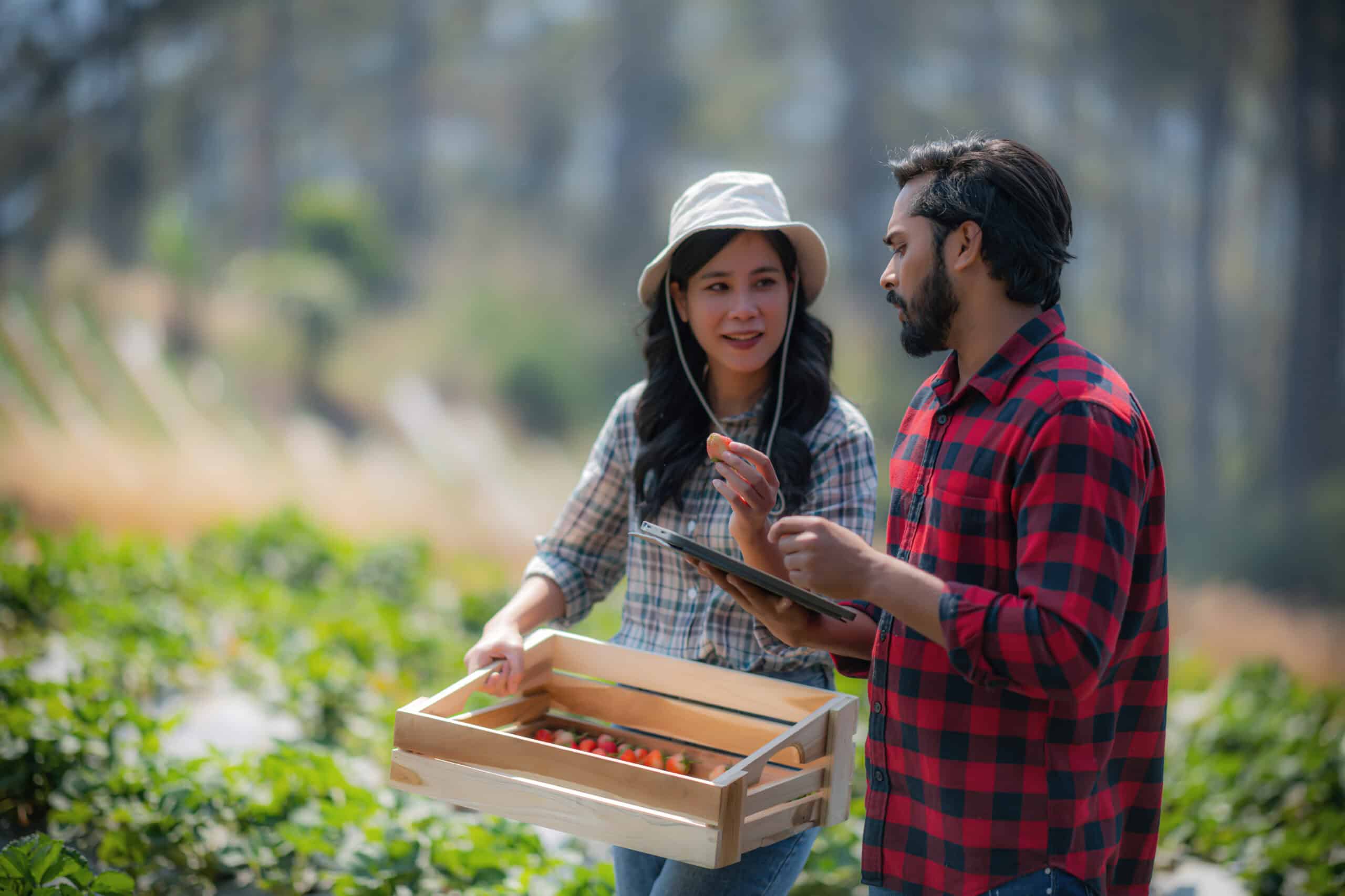 Two agricultural partners reviewing fresh produce with a tablet in the field, collaborative grower relationships.