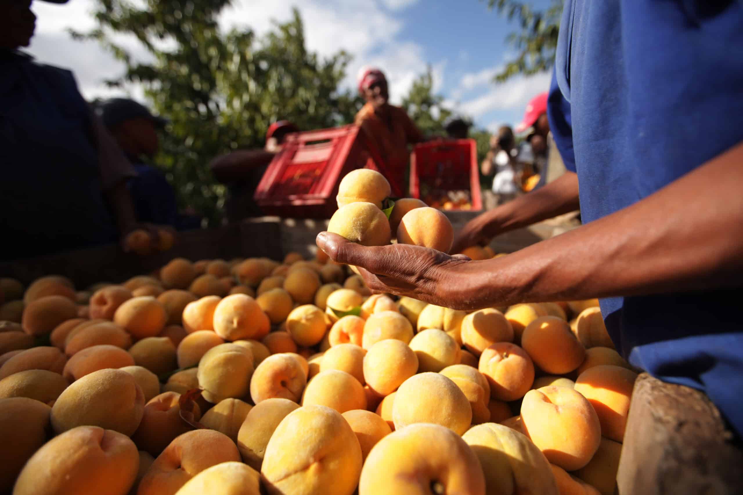 Farm worker holding freshly picked peaches over a crate at harvest, representing the connection to food origins that builds consumer trust